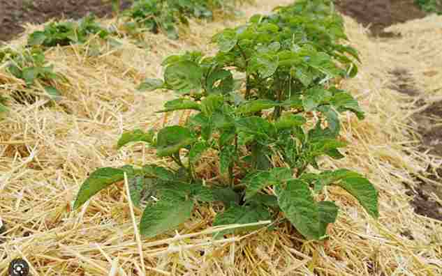 How To Grow Potatoes In Straw