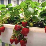 How to Grow Strawberries at Home Without a Garden