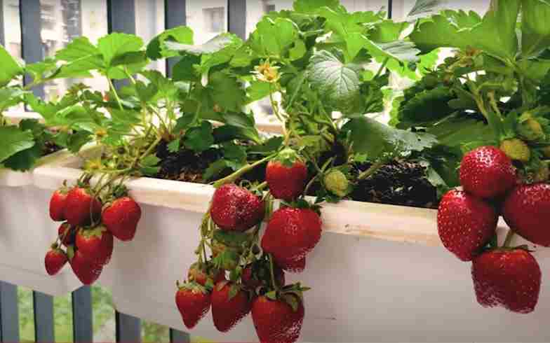 How to Grow Strawberries at Home Without a Garden