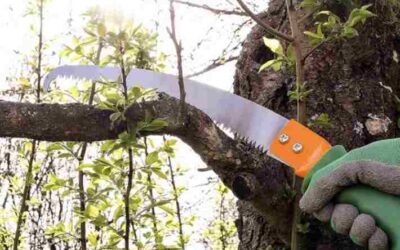 Best Tools for Pruning Thick Branches